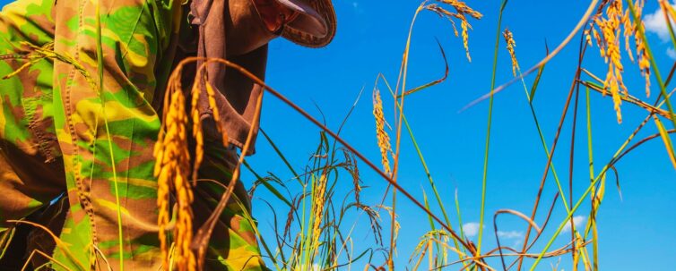 A farmer harvesting rice