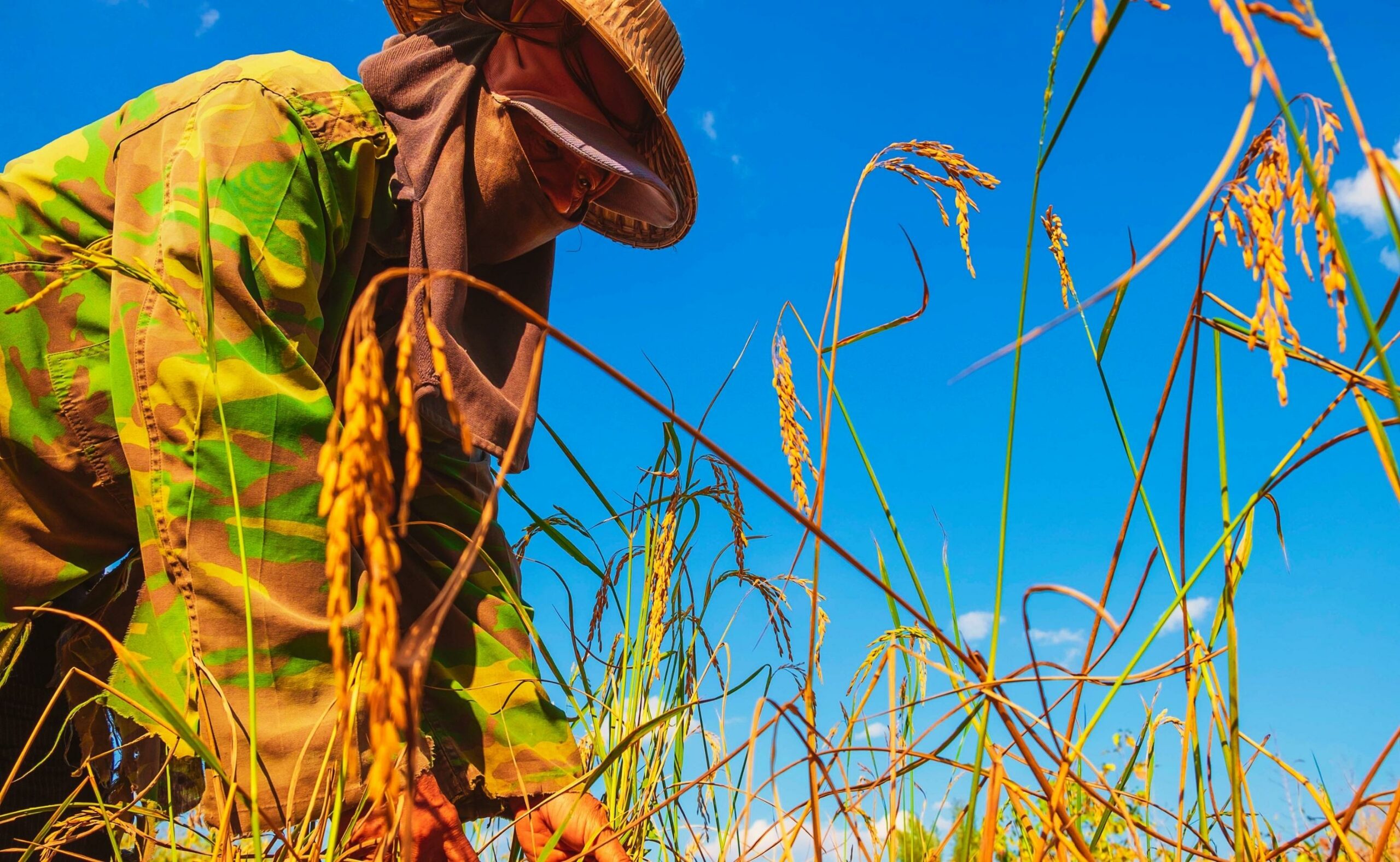 A farmer harvesting rice