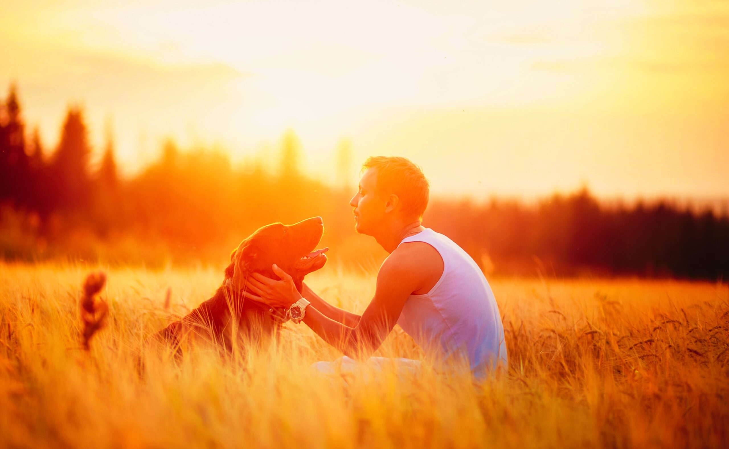 Young man with his dog in the field at sunset