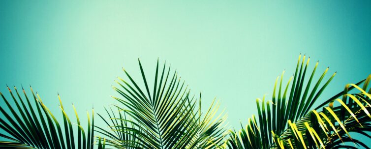 Palm Tree