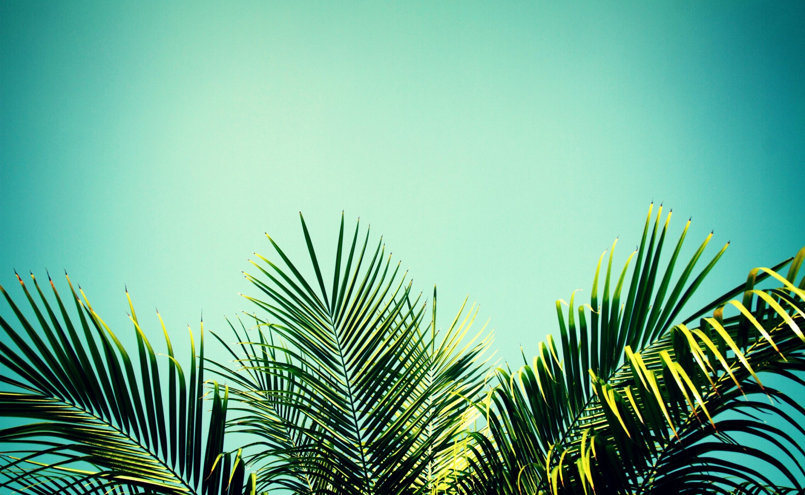 Palm Tree