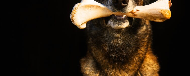 a dog holds a bone in his mouth