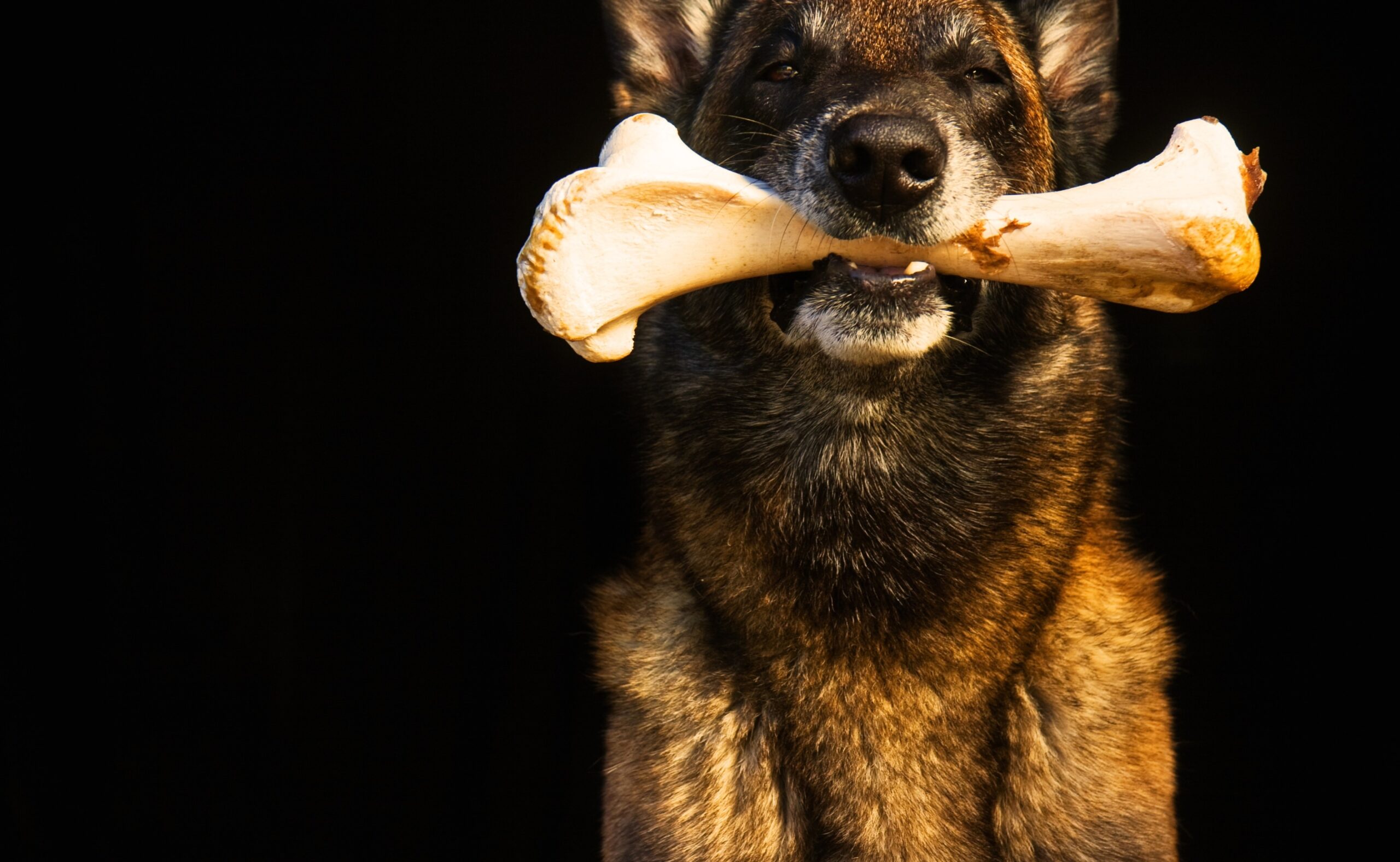 a dog holds a bone in his mouth