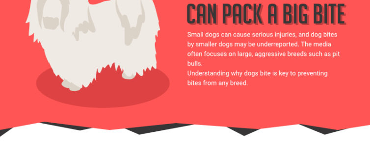 Small dogs can pack a big bite infographic