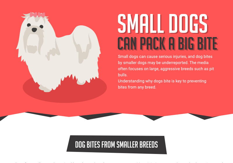 Small dogs can pack a big bite infographic