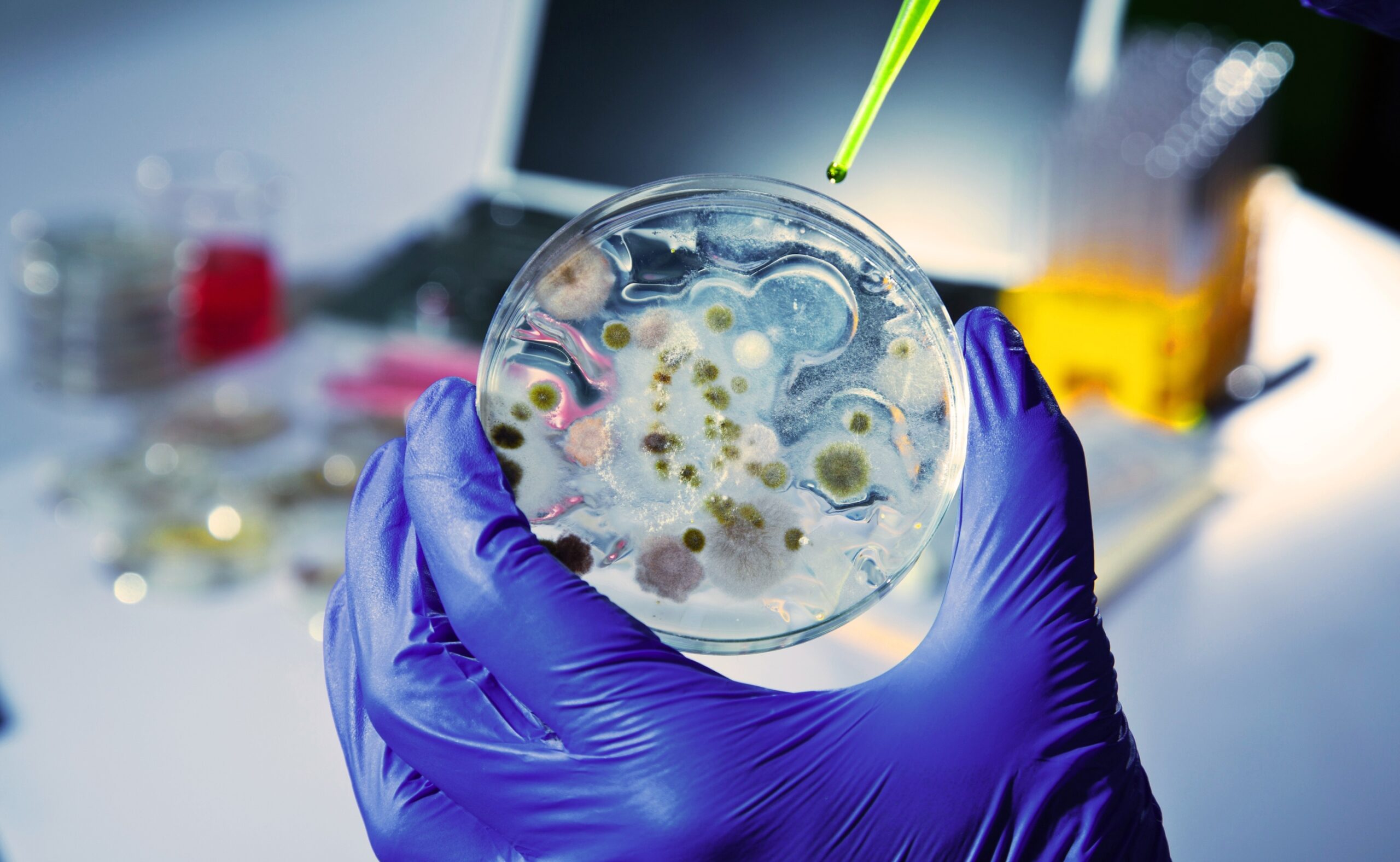 growth on petri dish