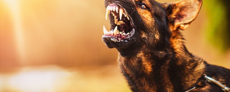 aggressive dog shows dangerous teeth