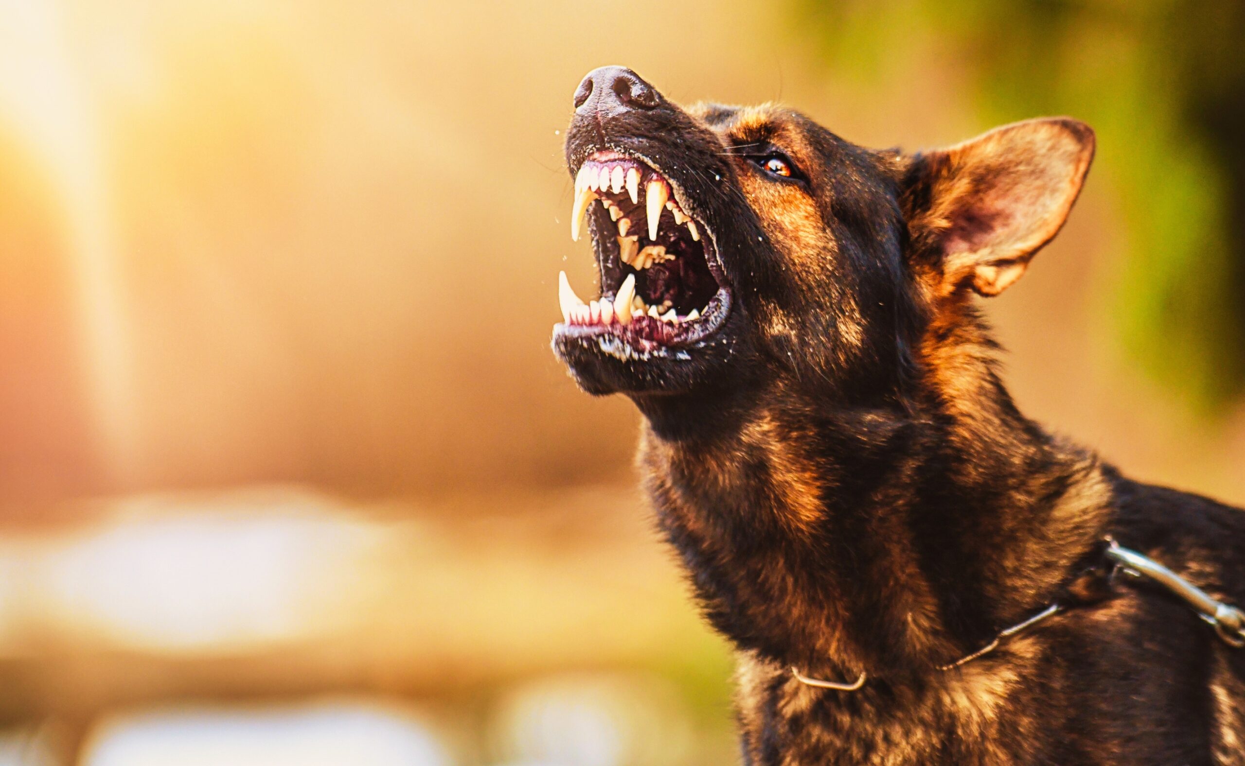 aggressive dog shows dangerous teeth
